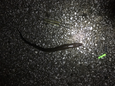 久しぶりの釣り