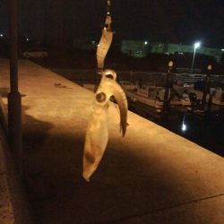 ヒイカエギング終盤