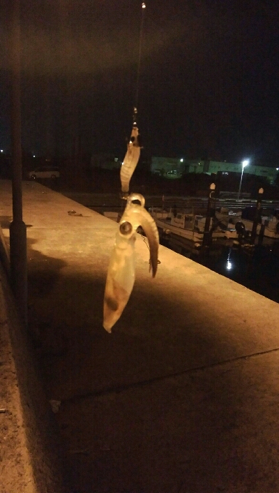 ヒイカエギング終盤