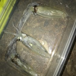 寂しい釣果(＞＜)