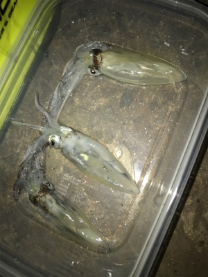 寂しい釣果(＞＜)