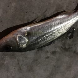 チーバスのみ好調。。。