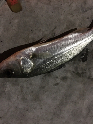 チーバスのみ好調。。。