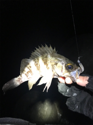チビメバル入れ食い
