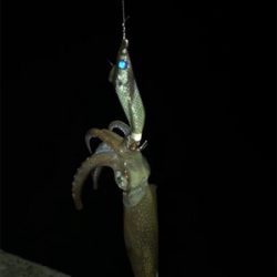 やっぱり厳しいヒイカ釣り(＞＜)