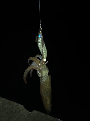 やっぱり厳しいヒイカ釣り(＞＜)