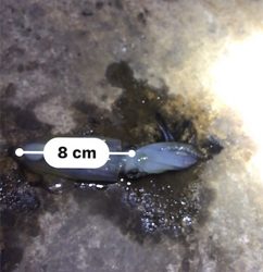 極寒+爆風の中でのヒイカ釣り