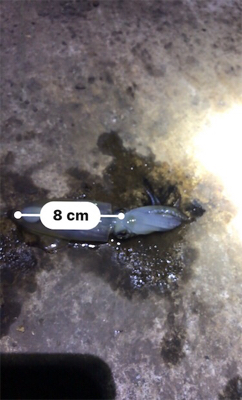 極寒+爆風の中でのヒイカ釣り