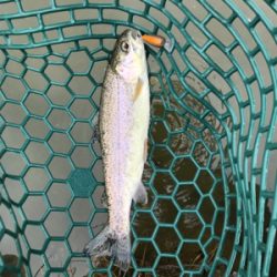 エリトラウト デビュー戦