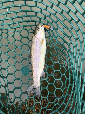 エリトラウト デビュー戦