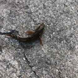 寒波ライトゲーム