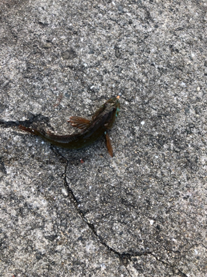 寒波ライトゲーム