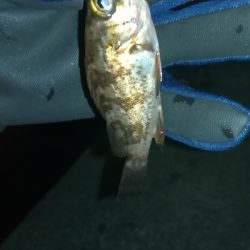 ナイトアジング