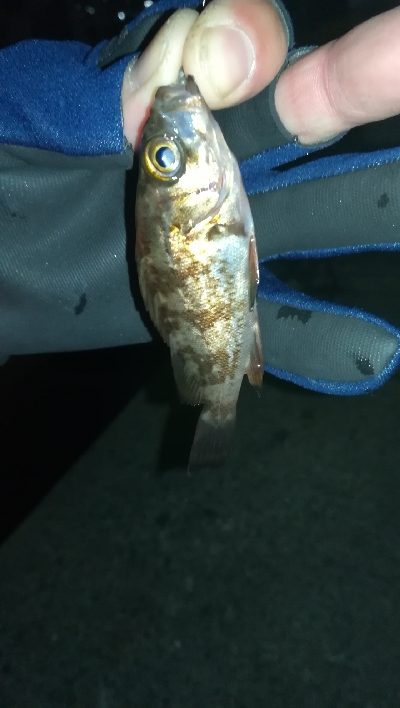 ナイトアジング