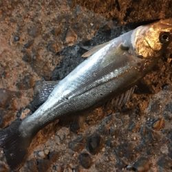 少しだけマシなサイズ！