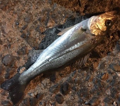 少しだけマシなサイズ！