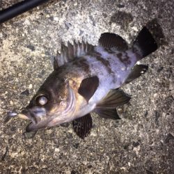 寒波でメバリング