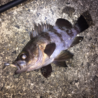 寒波でメバリング