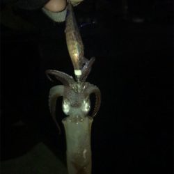 今年最後のヒイカ釣り＼(^^)／プチ1091状態！