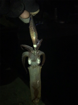 今年最後のヒイカ釣り＼(^^)／プチ1091状態！