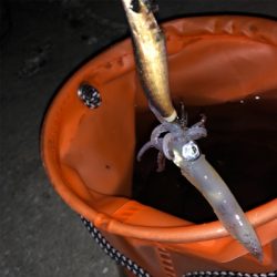 ライトエギングで釣り納め！