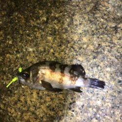 癒しのライトゲーム