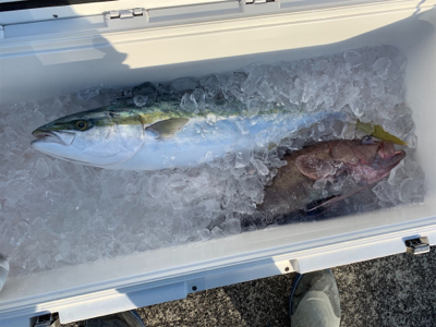 寒ブリを求めて 2