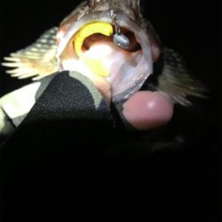 釣り納メバリング