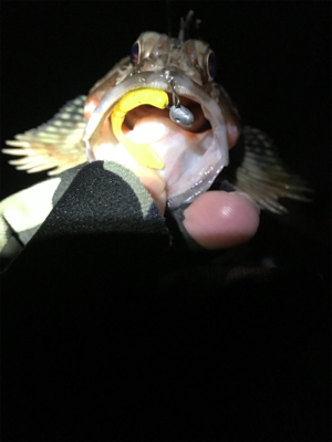 釣り納メバリング