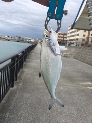 河川でミナミイケカツオ