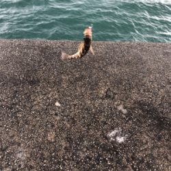 デイライトゲーム