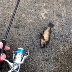 極寒のライトゲーム