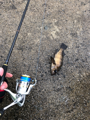 極寒のライトゲーム