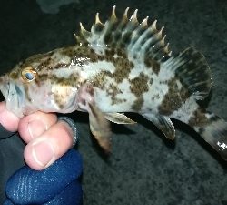 ナイトメバリング