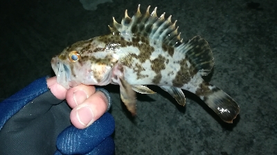 ナイトメバリング