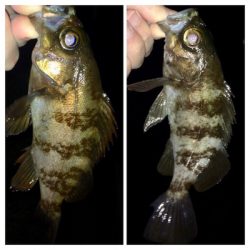 メバリンガー1859〜1937