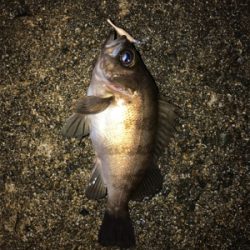 メバダート1インチ白。