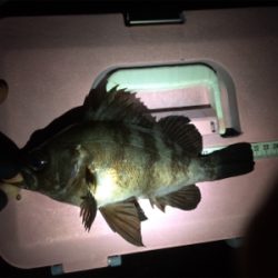 なんとか竿納まってよかった笑