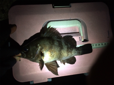 なんとか竿納まってよかった笑