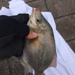 サビキで五目釣り