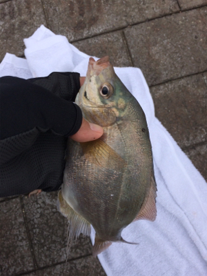 サビキで五目釣り