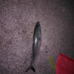 釣り納めは鯖ゲー