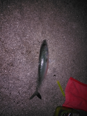 釣り納めは鯖ゲー