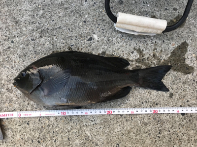 タフコンディション