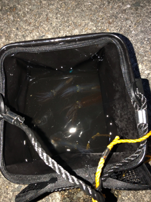 はじめてのヒイカ