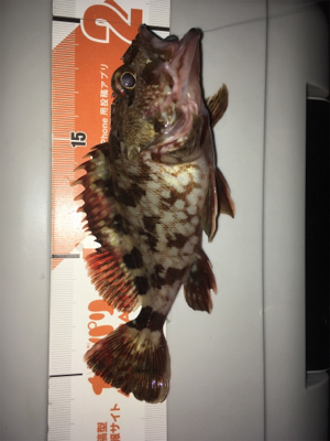 大晦日からの〜