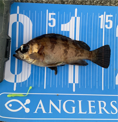 大晦日マイクロジギング