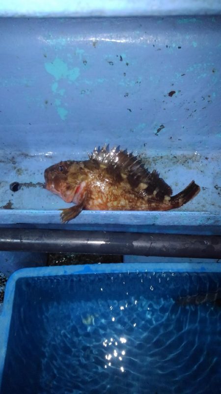 ロックフィッシュショート便