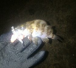 今年は型が小さい。。。