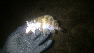 今年は型が小さい。。。